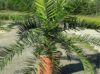 Palme Phoenix Canariensis