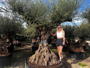 Uralter Olivenbaum in einer spanischen Baumschule zur persönlichen Auswahl