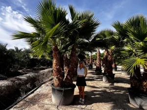 Ausgewachsene Palmen in spanischer Baumschule