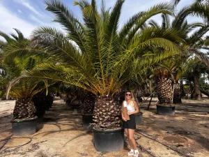 Große Phoenix canariensis in spanischer Baumschule mit Größenvergleich