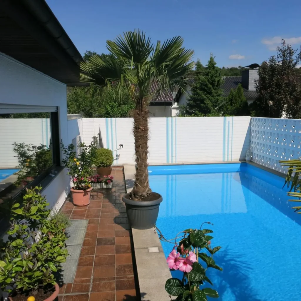 Kübelpalme (Trachycarpus fortunei) im Garten am Pool