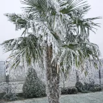 Vereiste Hanfpalme (Trachycarpus fortunei) im Winter bei Frost