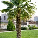 Ausgepflanzte Hanfpalme (Trachycarpus fortunei) im Garten