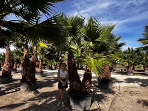 Washingtonia Palme als große Kübelpalme in mediterraner Baumschule – imposante Fächerpalme für Gärten und Außenanlagen