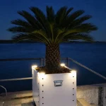 Beleuchtete Zwergdattelpalme als Mietpalme im weißen Spezialkübel bei Nacht am Wasser