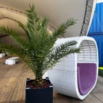 Phoenix-Canariensis-Mietpalme im schwarzen Spezialkübel bei einer Eventlocation