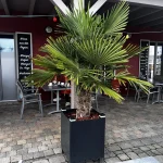 Trachycarpus-Mietpalme im anthrazitfarbenen Spezialkübel in der Gastronomie
