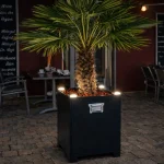 Beleuchtete Trachycarpus-Mietpalme im anthrazitfarbenen Spezialkübel in der Gastronomie bei Nacht