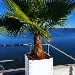 Beleuchtete Washingtonia-Mietpalme im weißen Spezialkübel am Wasser