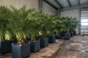 Üppige Mietpalmen im Lagerbestand in hochwertigen Spezialkübeln