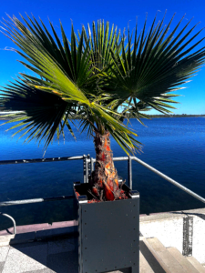 Beleuchtete Washingtonia-Mietpalme im anthrazitfarbenen Spezialkübel am Geiseltalsee